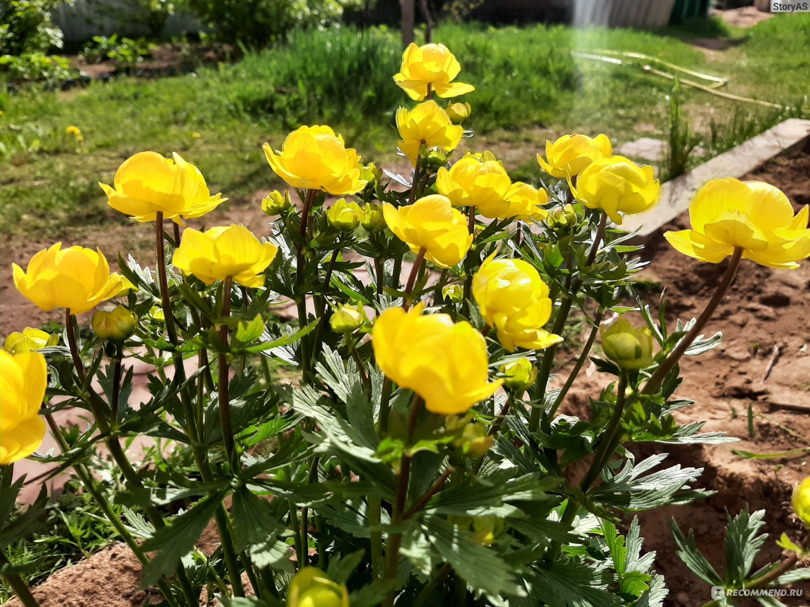 Работы италмас. Купальница европейская (Trollius europaeus). Италмас цветок Удмуртии. Цветок Италмас символ Удмуртии. Купальница Италмас.