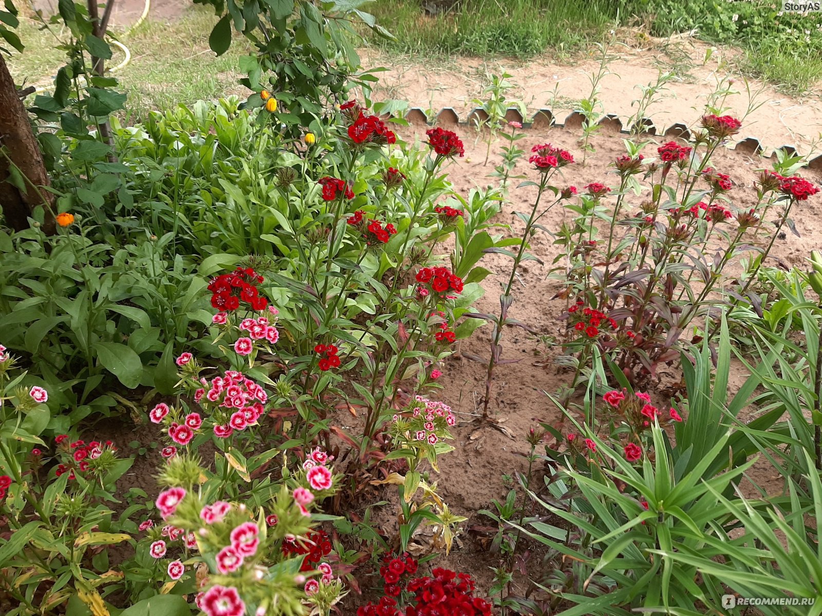 Турецкая гвоздика ( Dianthus barbatus) - «В этом году гвоздика просто  спасает мою клумбу! Неприхотливый и очень красивый цветок, которому не  страшно даже очень холодное лето. » | отзывы