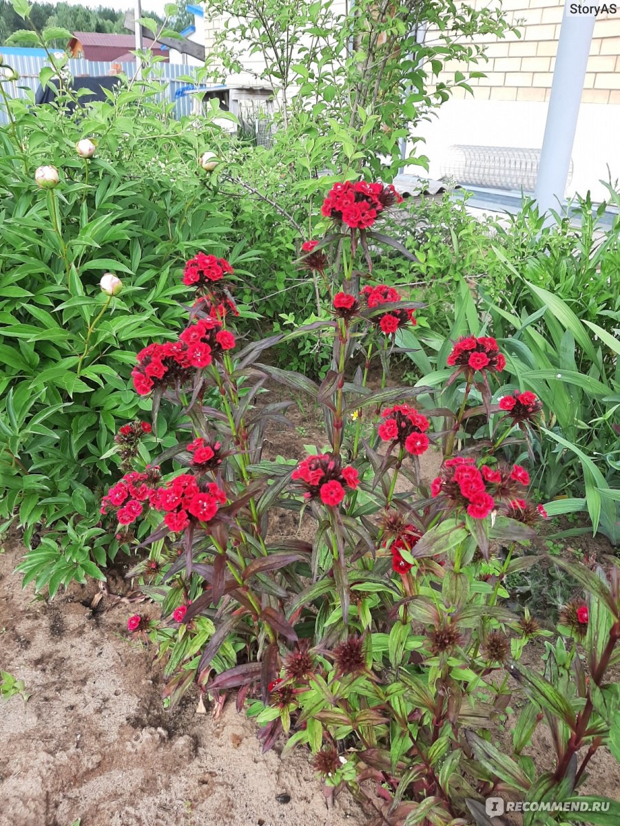 Турецкая гвоздика ( Dianthus barbatus) - «В этом году гвоздика просто  спасает мою клумбу! Неприхотливый и очень красивый цветок, которому не  страшно даже очень холодное лето. » | отзывы