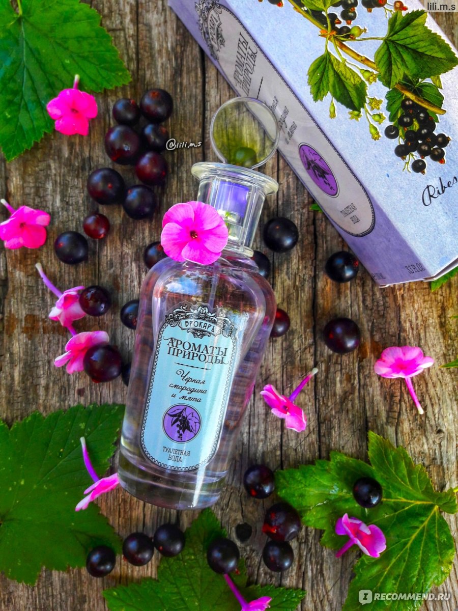 духи с ароматом черной смородины. Lalique amethyst w edp 50 ml. туалетная вода brocard ароматы природы: тюльпан и мимоза. духи с ароматом чёрной смородмны. духи с запахом смородины.