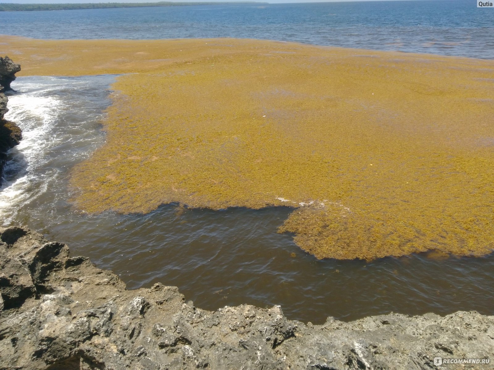 водоросли в доминикане