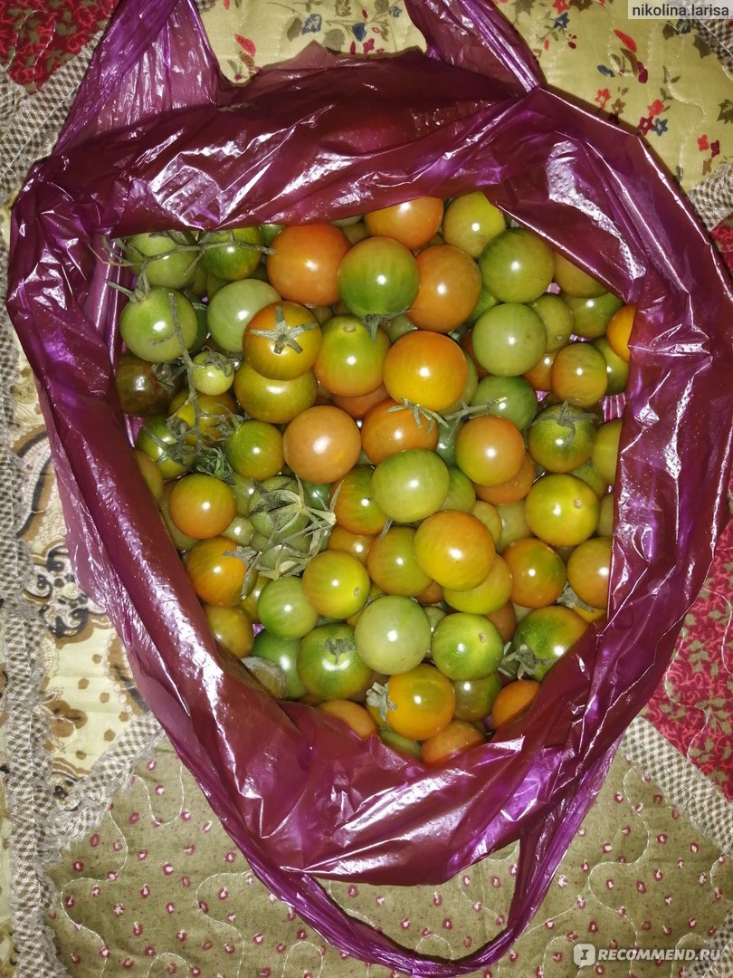 Помидоры черри   (томаты) фото