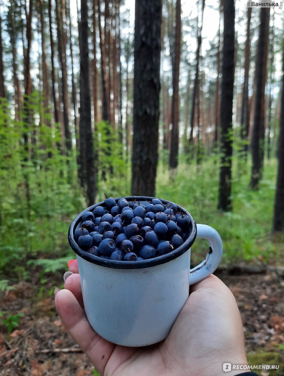 Ягода Черника - «🌿Черника - одна из самых полезных лесных ягод,  способствующих улучшению здоровья🌿Рассказываю о том, как и сколько я  заработала, продавая чернику🌿Делюсь рецептами вкусного варенья и компота  из черники.» | отзывы