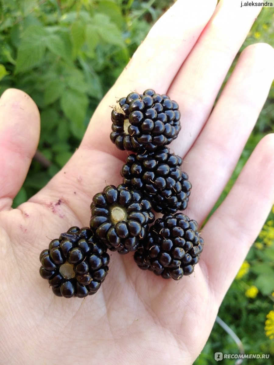 Ежевика (Rubus fruticous L.) - «Ежевика - символ лета ☀️ Вкусная и полезная  ягода, которую очень легко вырастить! Рецептов с ежевикой множество, но я  предпочитаю её свежий, терпкий вкус☀️» | отзывы