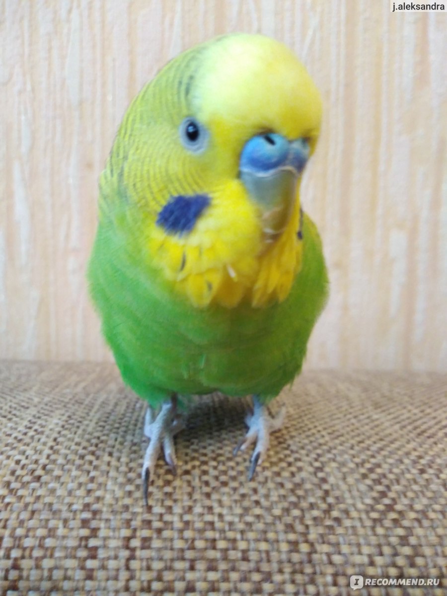 Порно шоу үйі