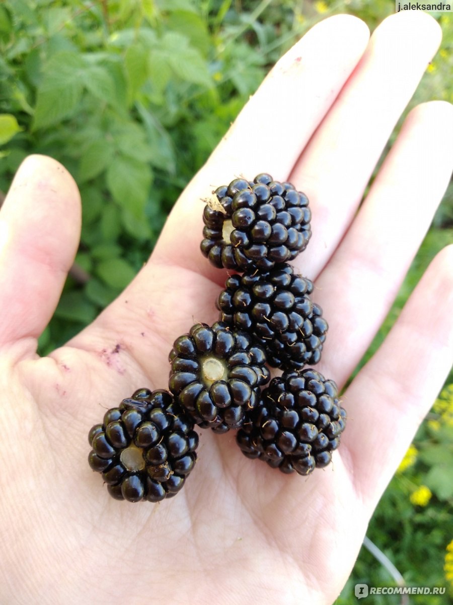 Ежевика (Rubus fruticous L.) - «Ежевика - символ лета ☀️ Вкусная и полезная  ягода, которую очень легко вырастить! Рецептов с ежевикой множество, но я  предпочитаю её свежий, терпкий вкус☀️» | отзывы