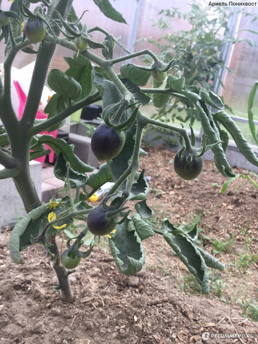 Семена томат черная гроздь f1