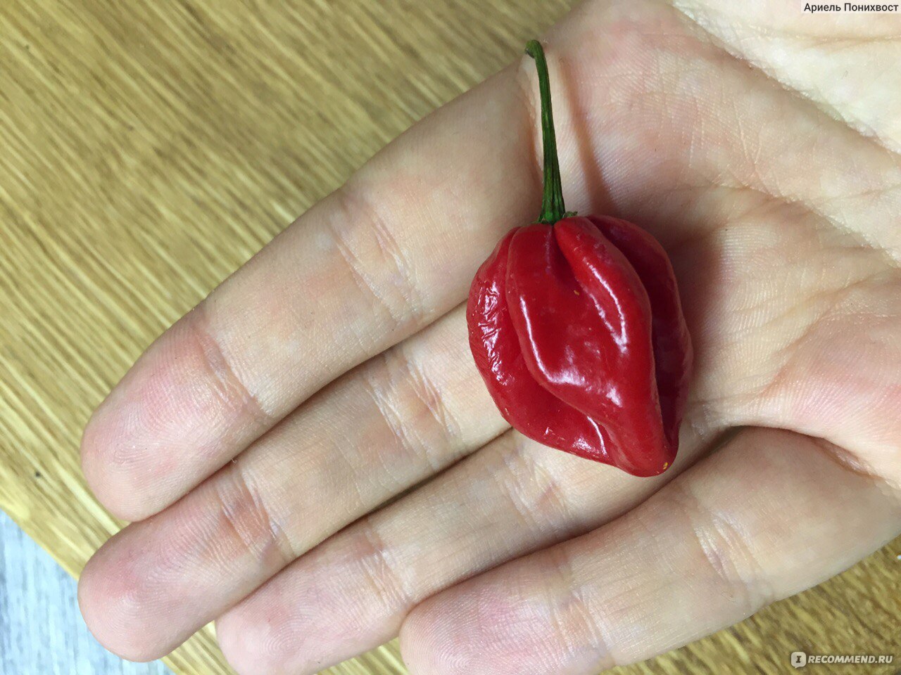 Семена «Седек» Перец острый хабанеро красный - «🌶 Как вырастить острый  перец дома+рецепт жгучей классической аджики. Хабанеро семена.» | отзывы