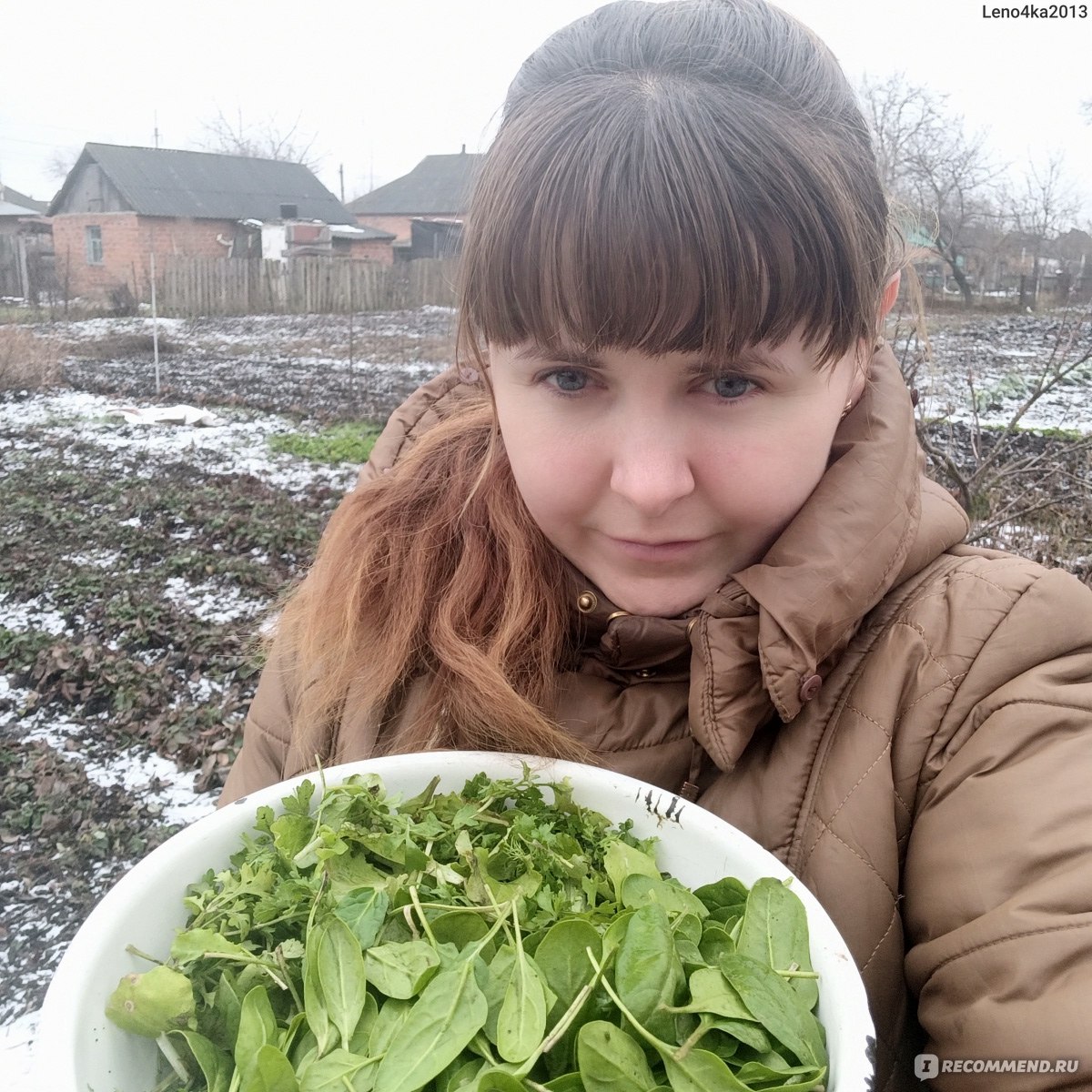 Овощи Шпинат - «Шпинат - овощ, который часто все обходят стороной, из за  незнания. Выращиваю даже зимой в открытом грунте! Максимально простые  рецепты со шпинатом.» | отзывы