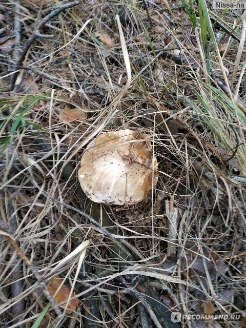 Где найти белые грибы