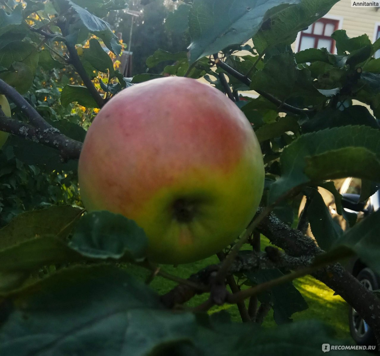 Яблоко в Орле