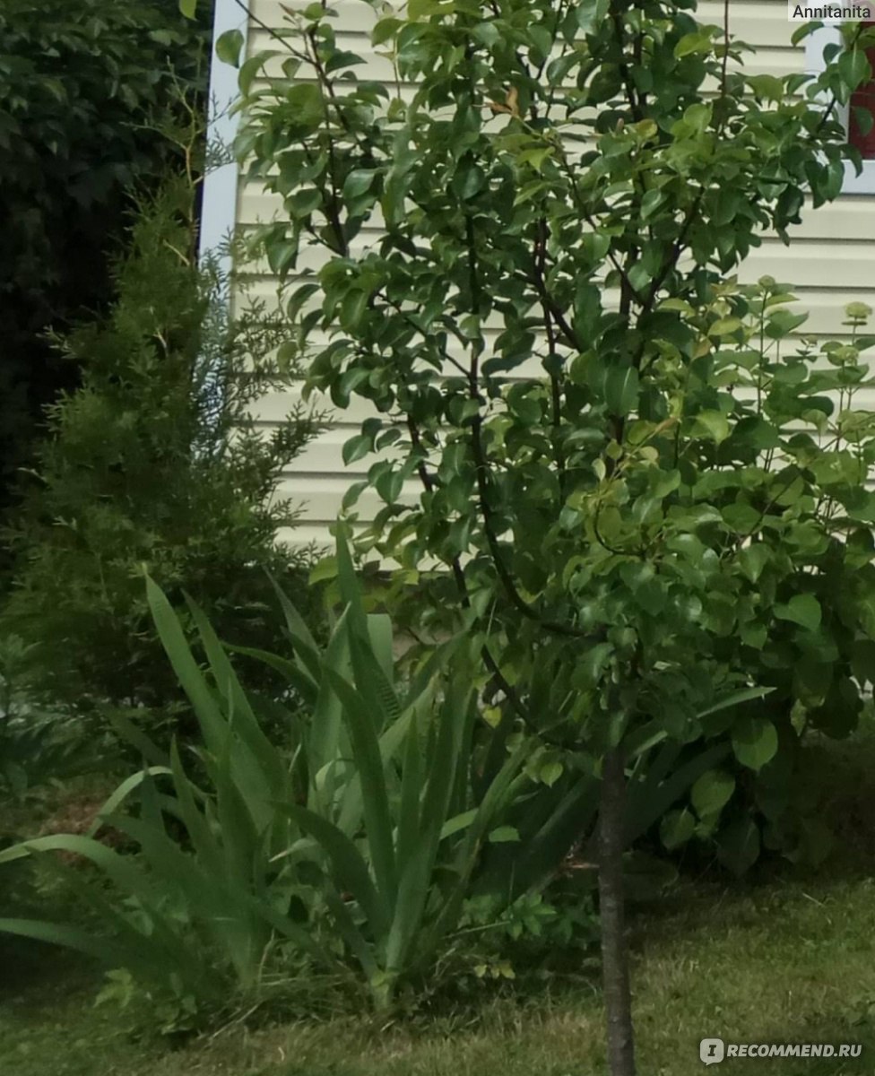 Туя западная Брабант (Thuja occidentalis Brabant) - «🌿 Туя - дешево и  красиво! 🌿 А ещё... вы видали, как растут дрозды? 🐣» | отзывы