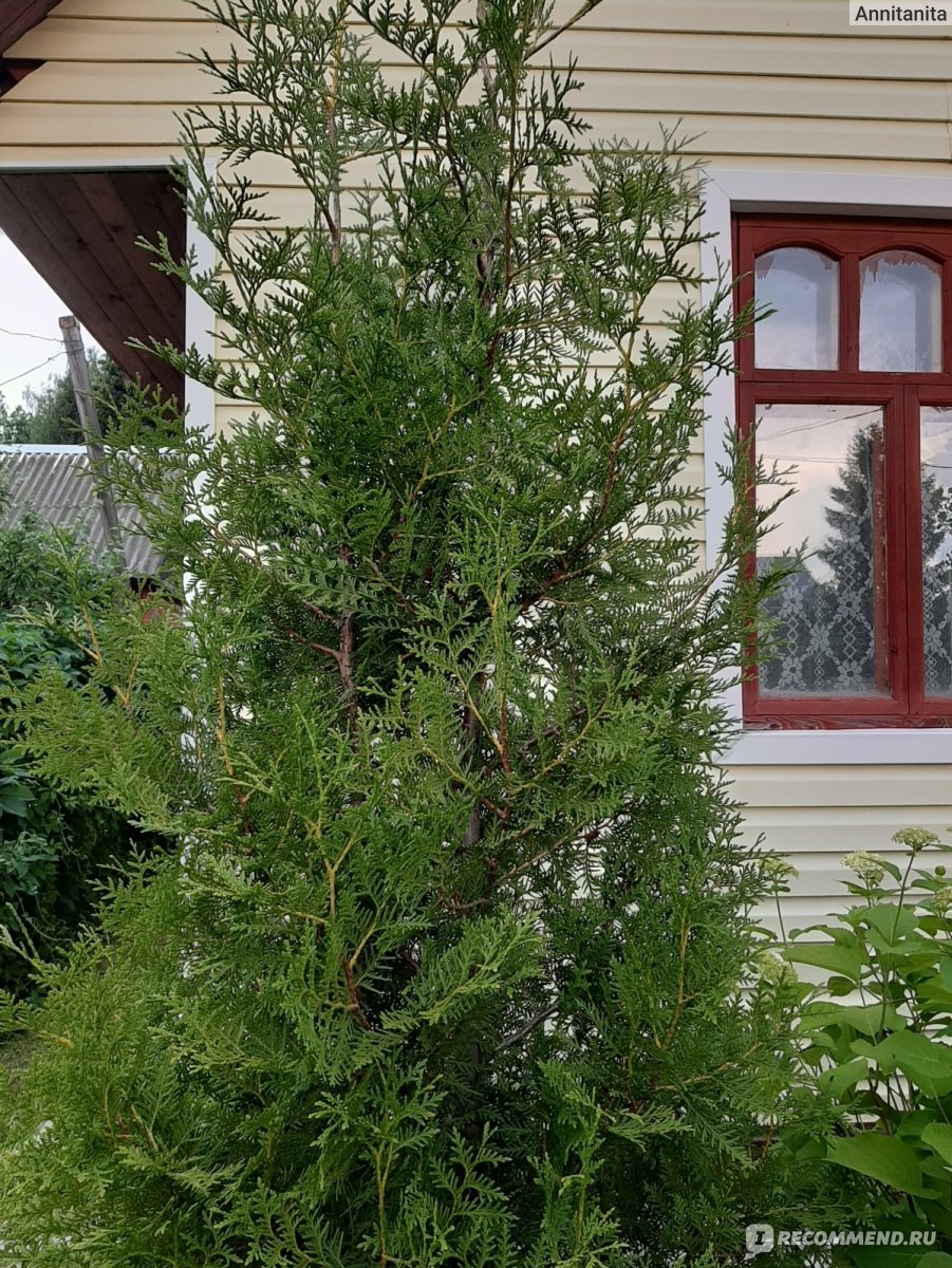 Туя западная Брабант (Thuja occidentalis Brabant) - «🌿 Туя - дешево и  красиво! 🌿 А ещё... вы видали, как растут дрозды? 🐣» | отзывы