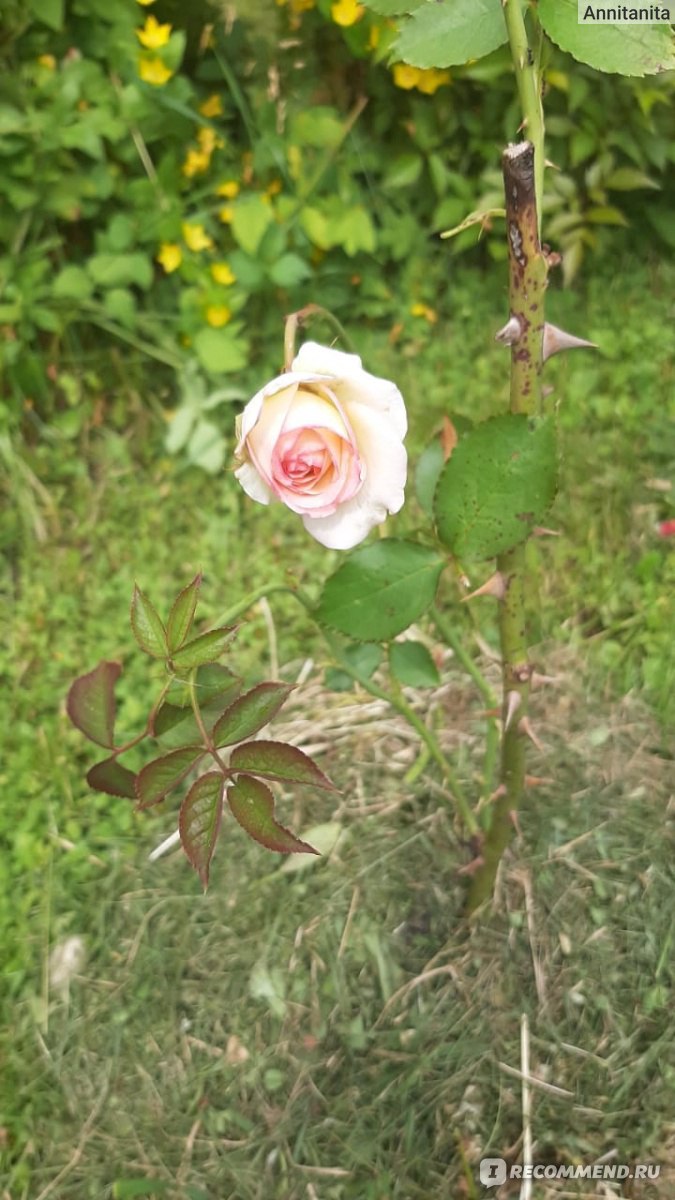 Роза чайно-гибридная Осирия (Osiria) - «Несчастная роза»