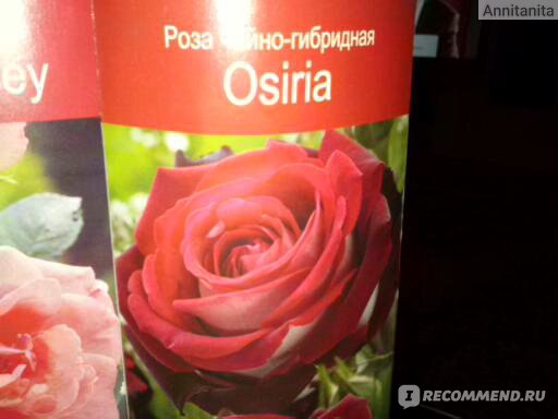 Сорт розы осирия