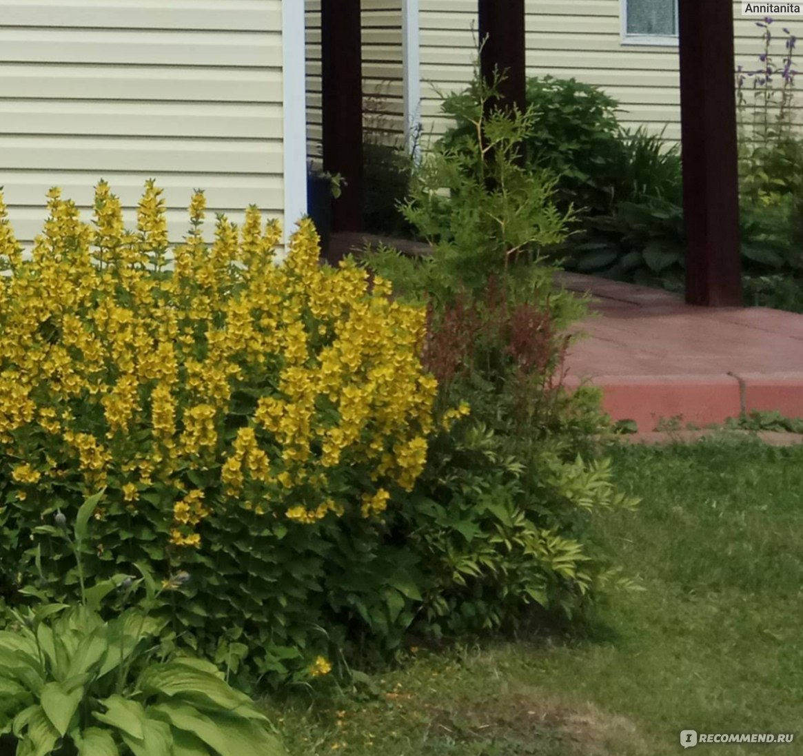 Туя западная Брабант (Thuja occidentalis Brabant) - «🌿 Туя - дешево и  красиво! 🌿 А ещё... вы видали, как растут дрозды? 🐣» | отзывы