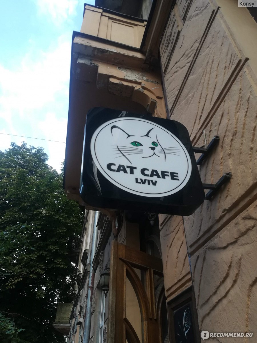 Cat cafe, Львов, Украина - ««А это наша Британка- Чоколядка»» | отзывы