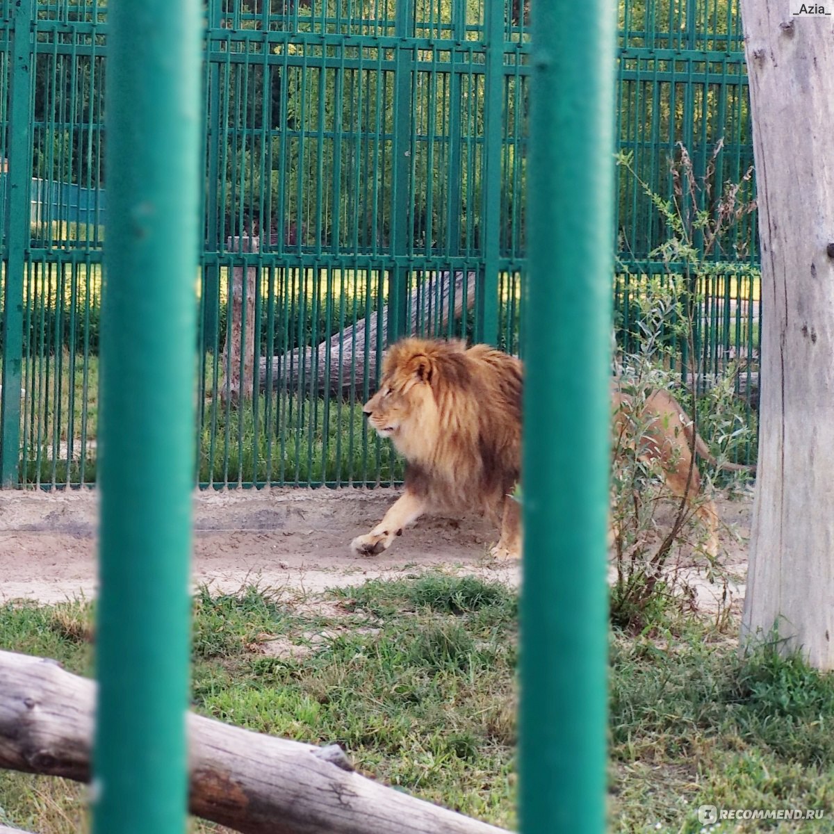 зоопарк в белгороде официальный