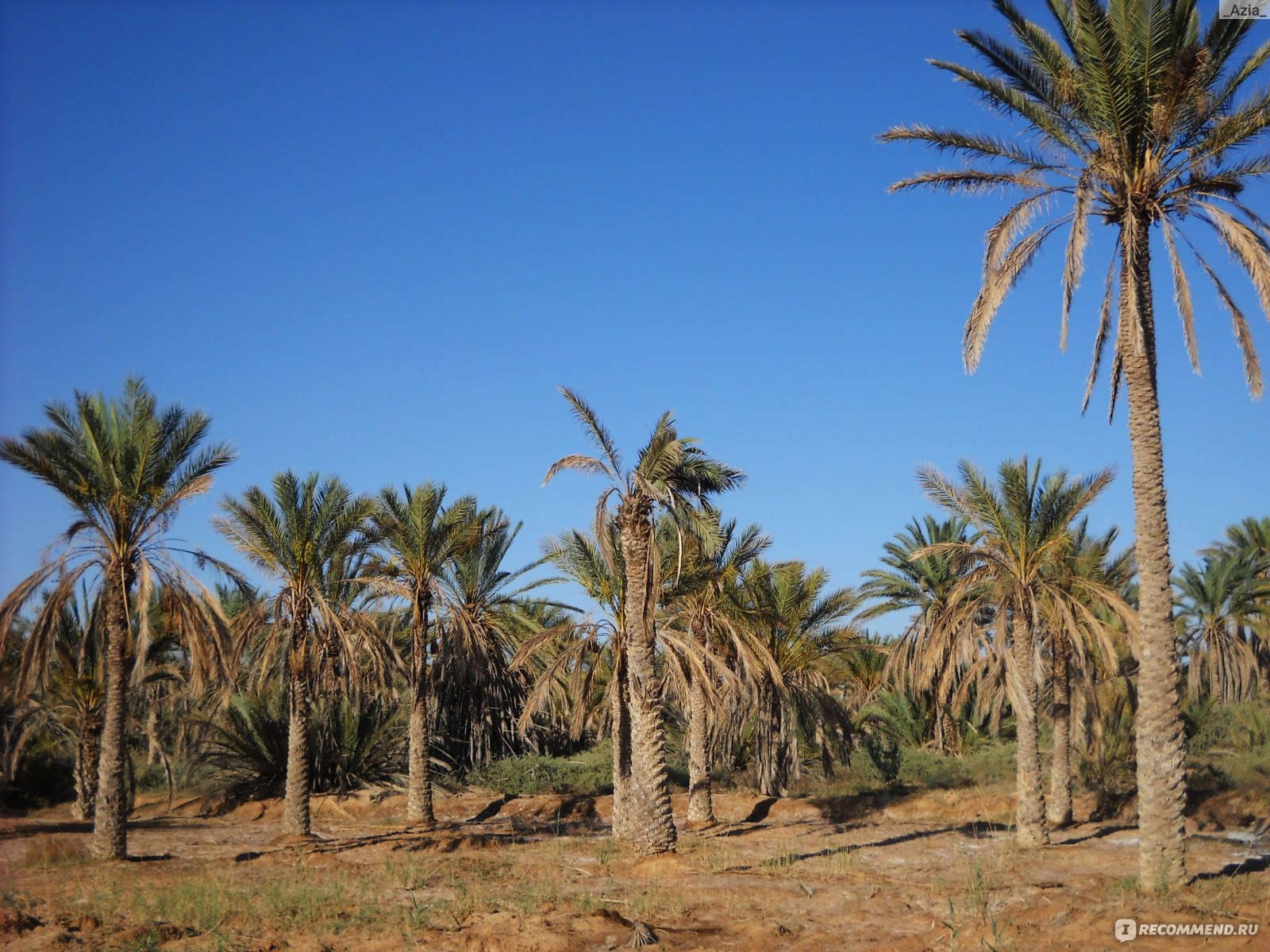 Растения Туниса