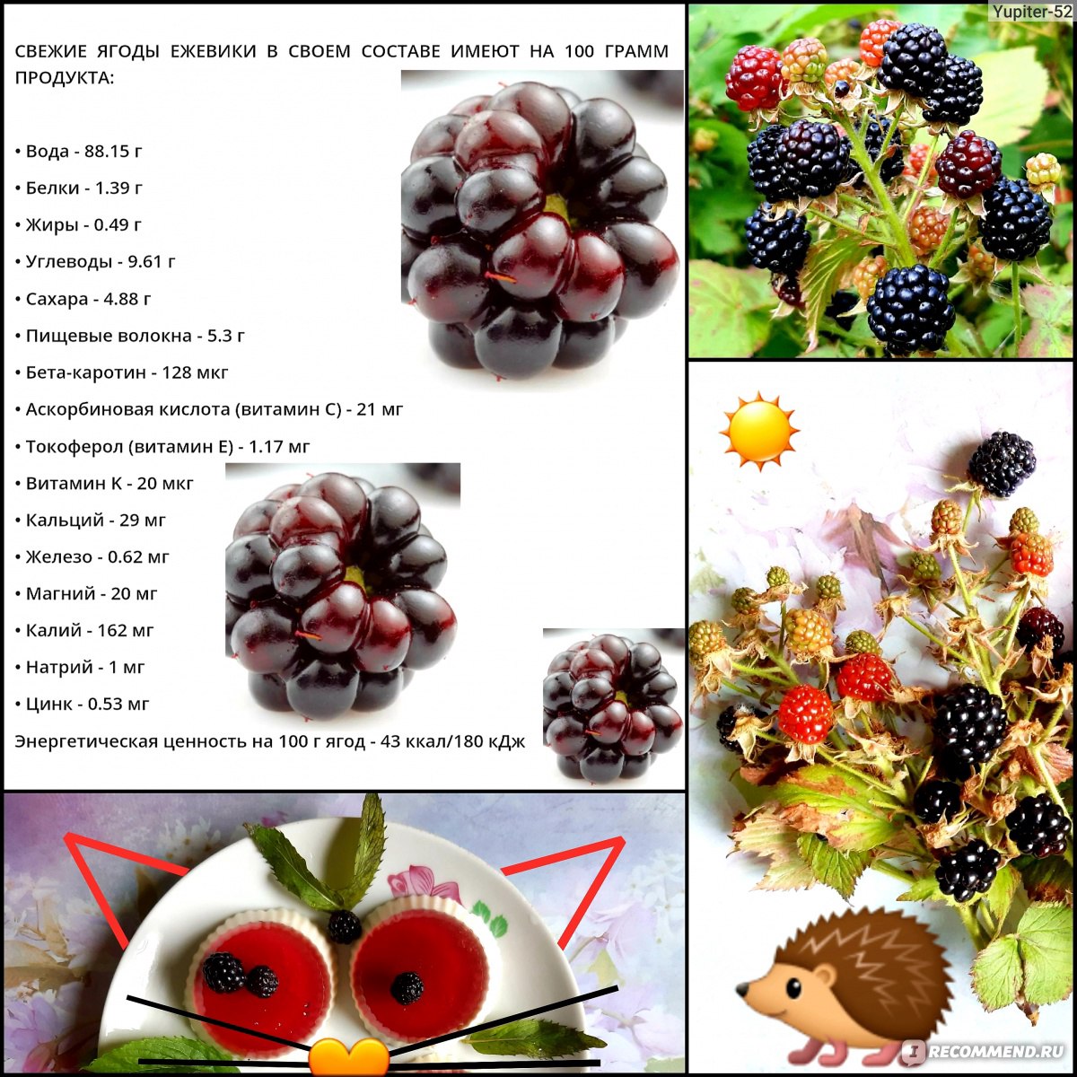 Ежевика (Rubus fruticous L.) - «Росяника, куманика - их попробуй, отличи -  ка! Пока 