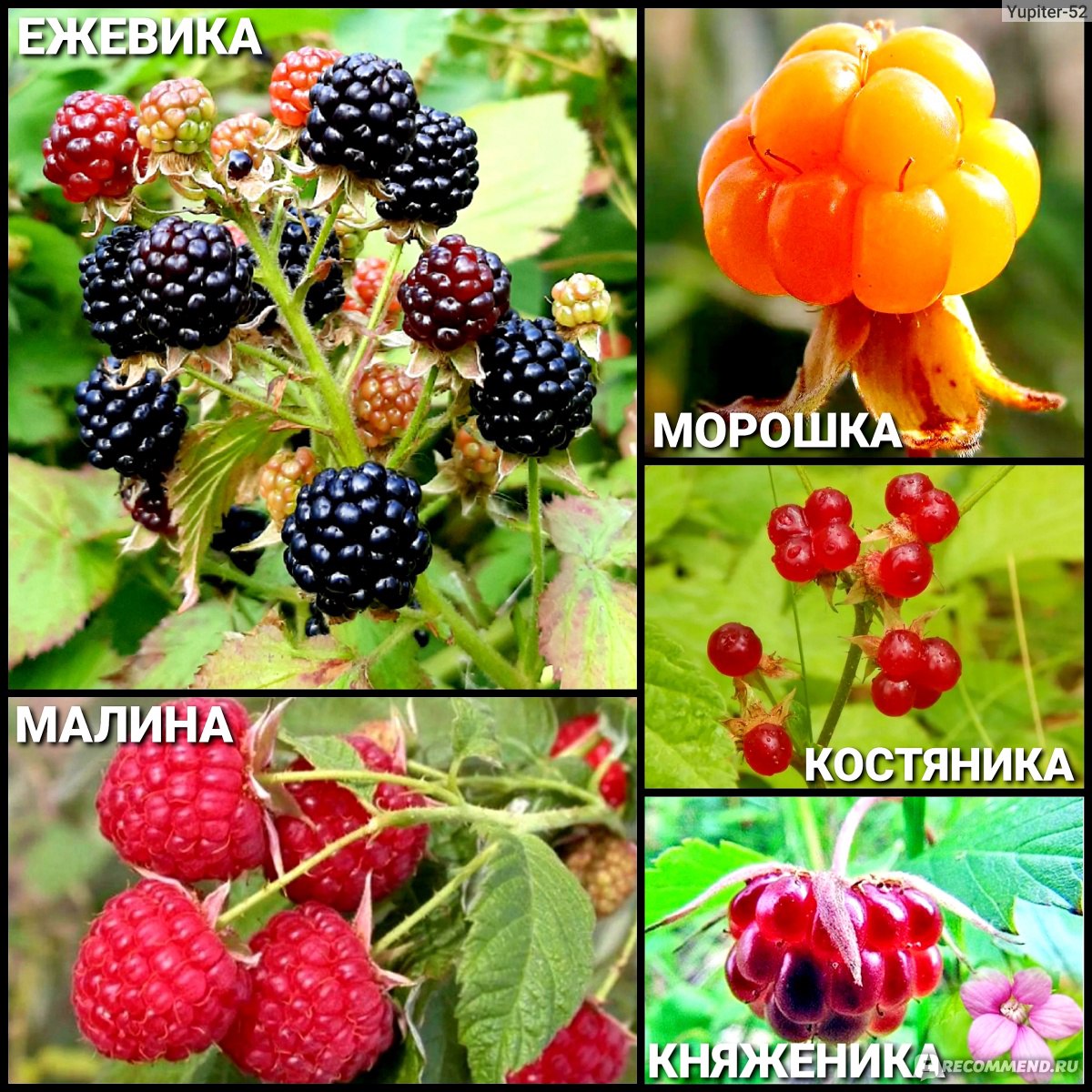 Ежевика (Rubus fruticous L.) - «Росяника, куманика - их попробуй, отличи -  ка! Пока 