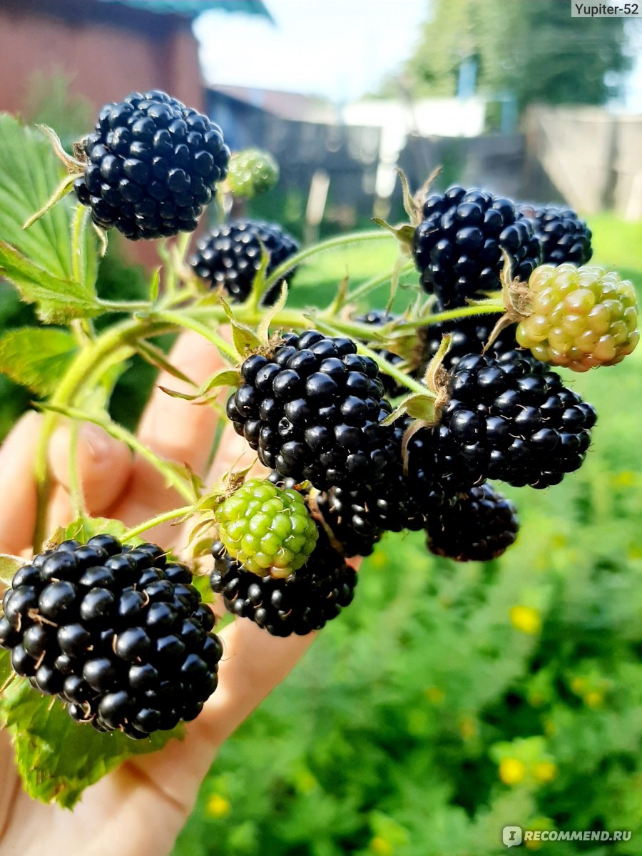 Ежевика (Rubus fruticous L.) - «Росяника, куманика - их попробуй, отличи -  ка! Пока 