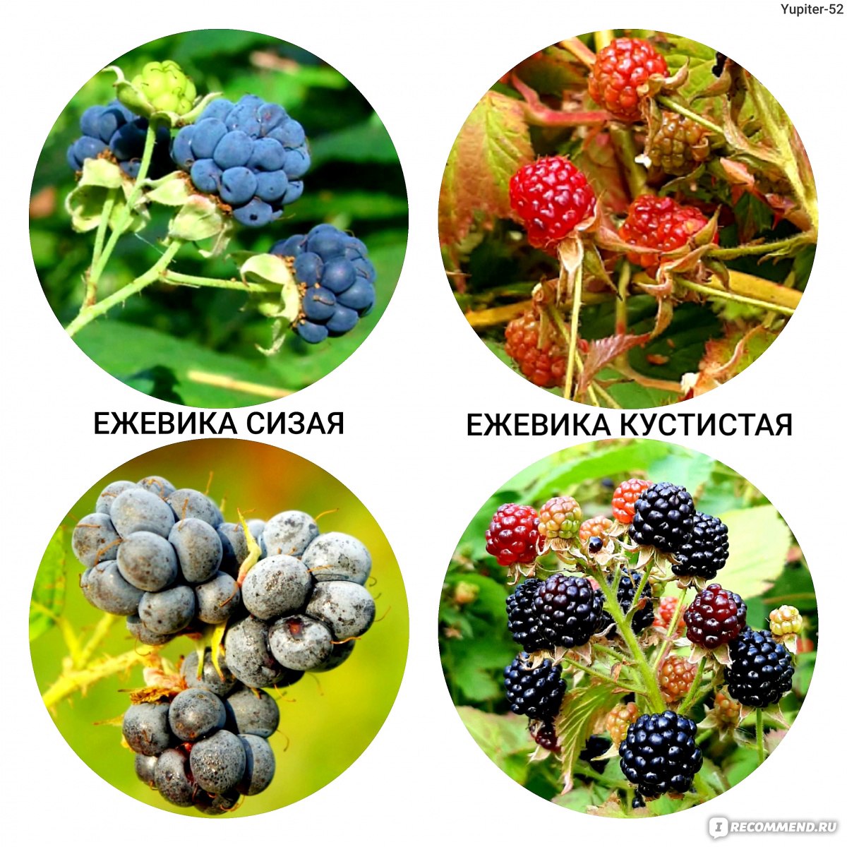 Ежевика (Rubus fruticous L.) - «Росяника, куманика - их попробуй, отличи -  ка! Пока 