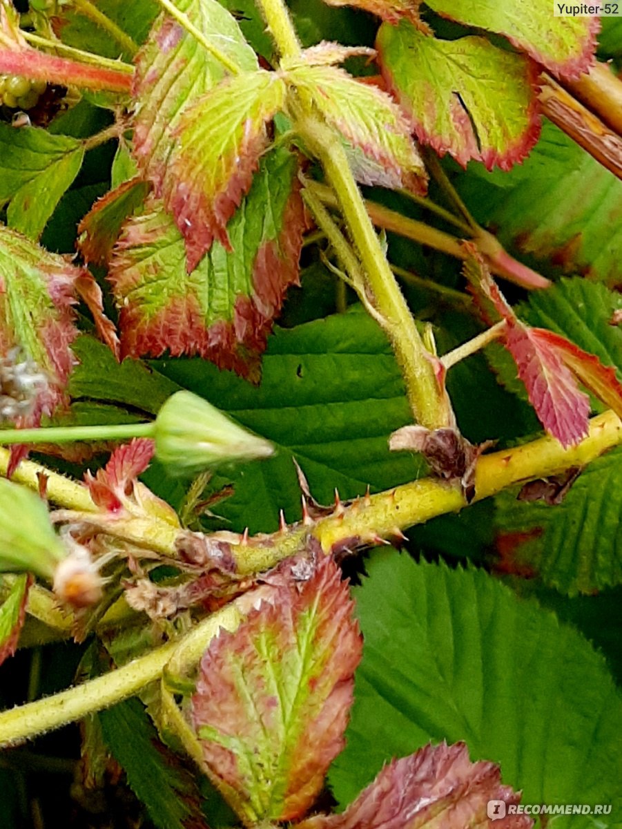 Ежевика (Rubus fruticous L.) - «Росяника, куманика - их попробуй, отличи -  ка! Пока 