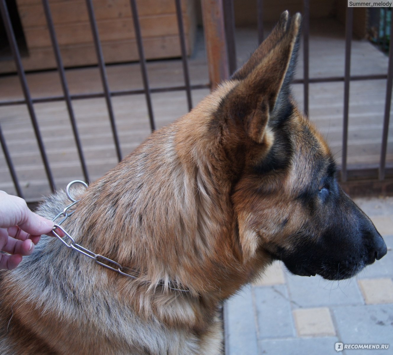 Как использовать вычесанную шерсть собаки? | Блог эталон62.рф