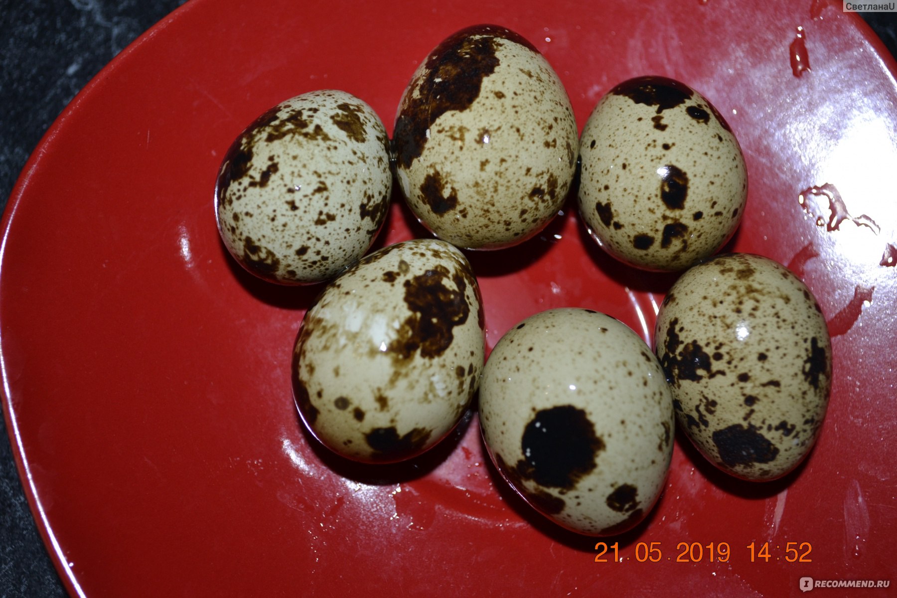 Как проверить перепелиные яйца на свежесть. Яйцо перепелиное. Вареные перепелиные яйца. Яйца перепелов. Цвет перепелиного яйца.
