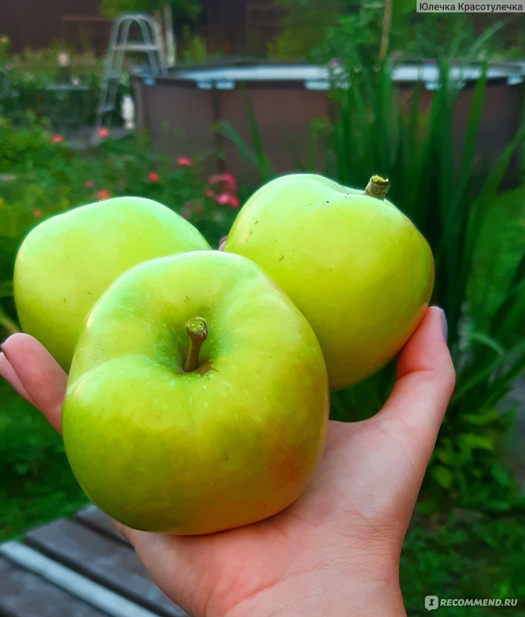Яблоня Чудное - «Яблоня Чудное действительно чудо из чудес. Западные  яблоки на Севере не только вкусные, но и огромные!» | отзывы