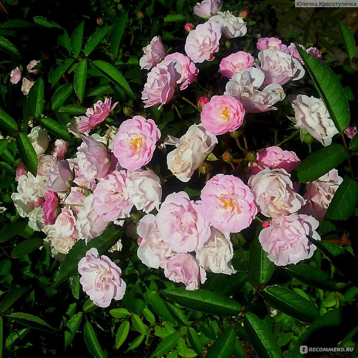 Мускусная роза "Heavenly Pink" Lens Бельгия, 1997 - «Розовая пeна в моём саду! Нeвeроятная красота! Это мускусная роза "Хевенли пинк". »