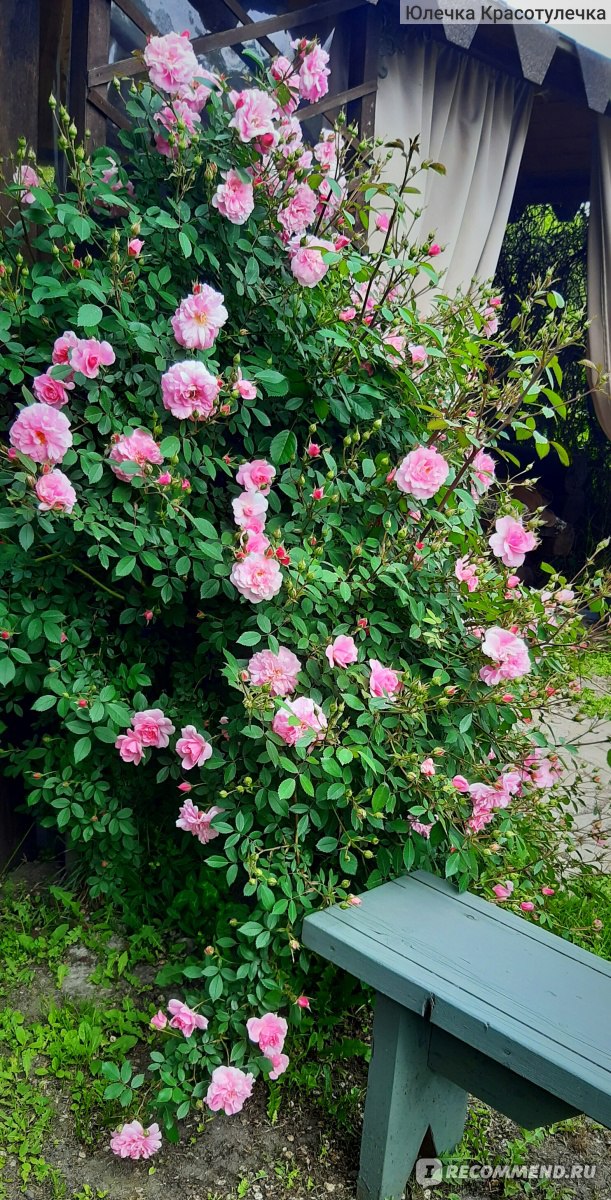 Роза Джон Дэвис - «Роза Джон Дэвис это шедевр! Неукрывная гигантская роза без колючек. »