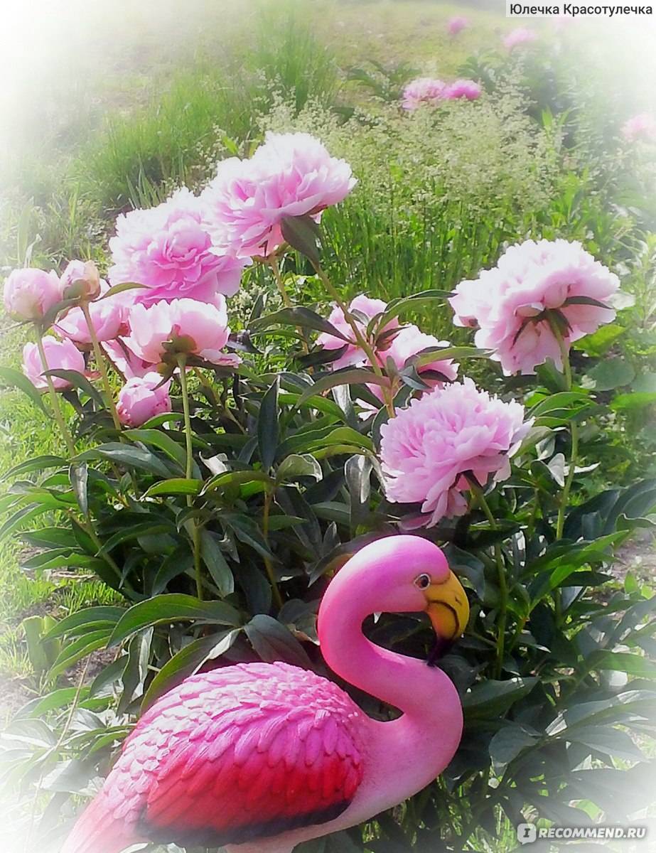Пион Фламинго