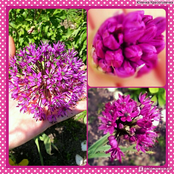 Лук афлатунский Purple Sensation (Allium aflatunense) - «Его цветение-этопраздник в цветнике) »