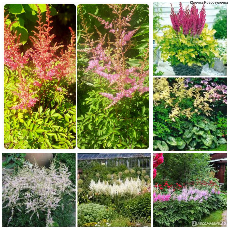 Астильба (ASTILBE) - «Эффектное высокодекоративное украшение для  современного сада.» | отзывы