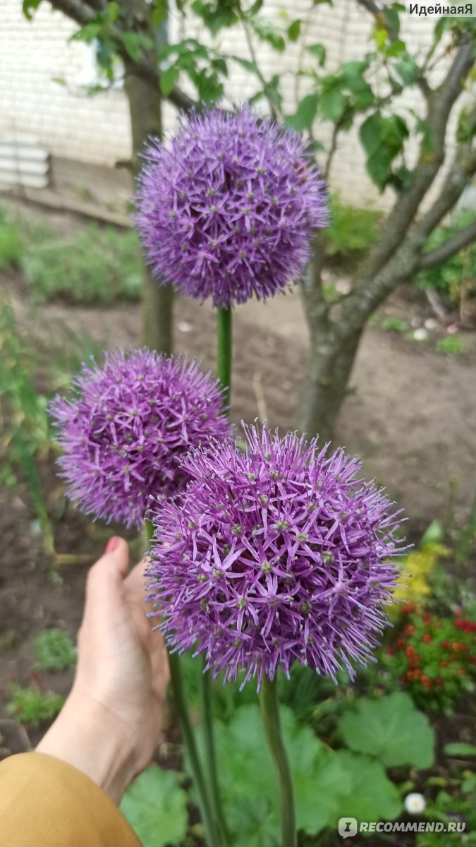 Лук Суворова (Allium suworowii) /Анзур - «Лук Суворова, как подснежник -всходит первым! Вкусный и полезный. Необычное цветение.»