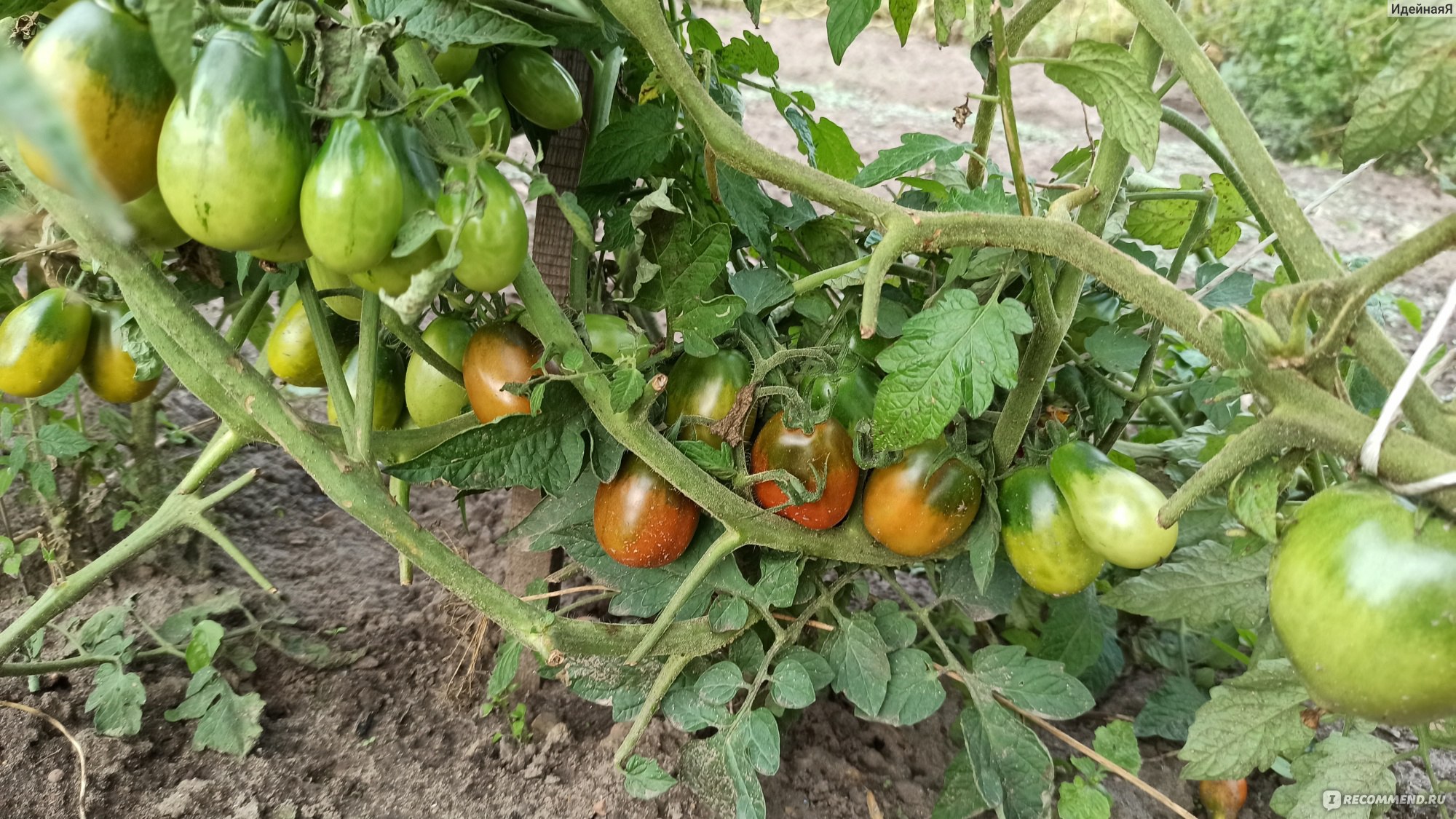 Томат Де Барао черный Гавриш - « Вкусовые качества отличные! Немного  мелковаты, но это не мешает есть их с удовольствием!» | отзывы