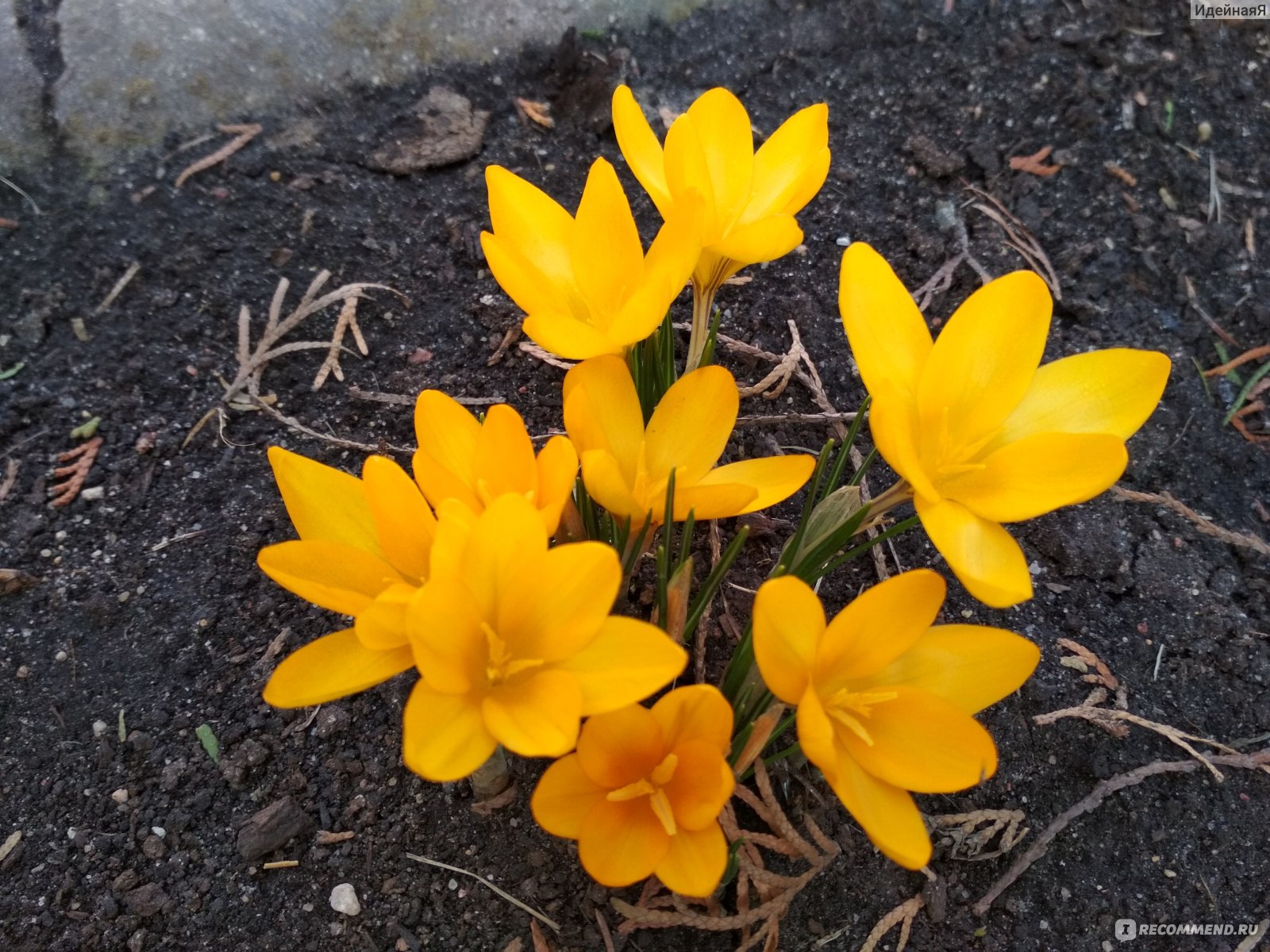 Весенние цветы мелколуковичные желтые
