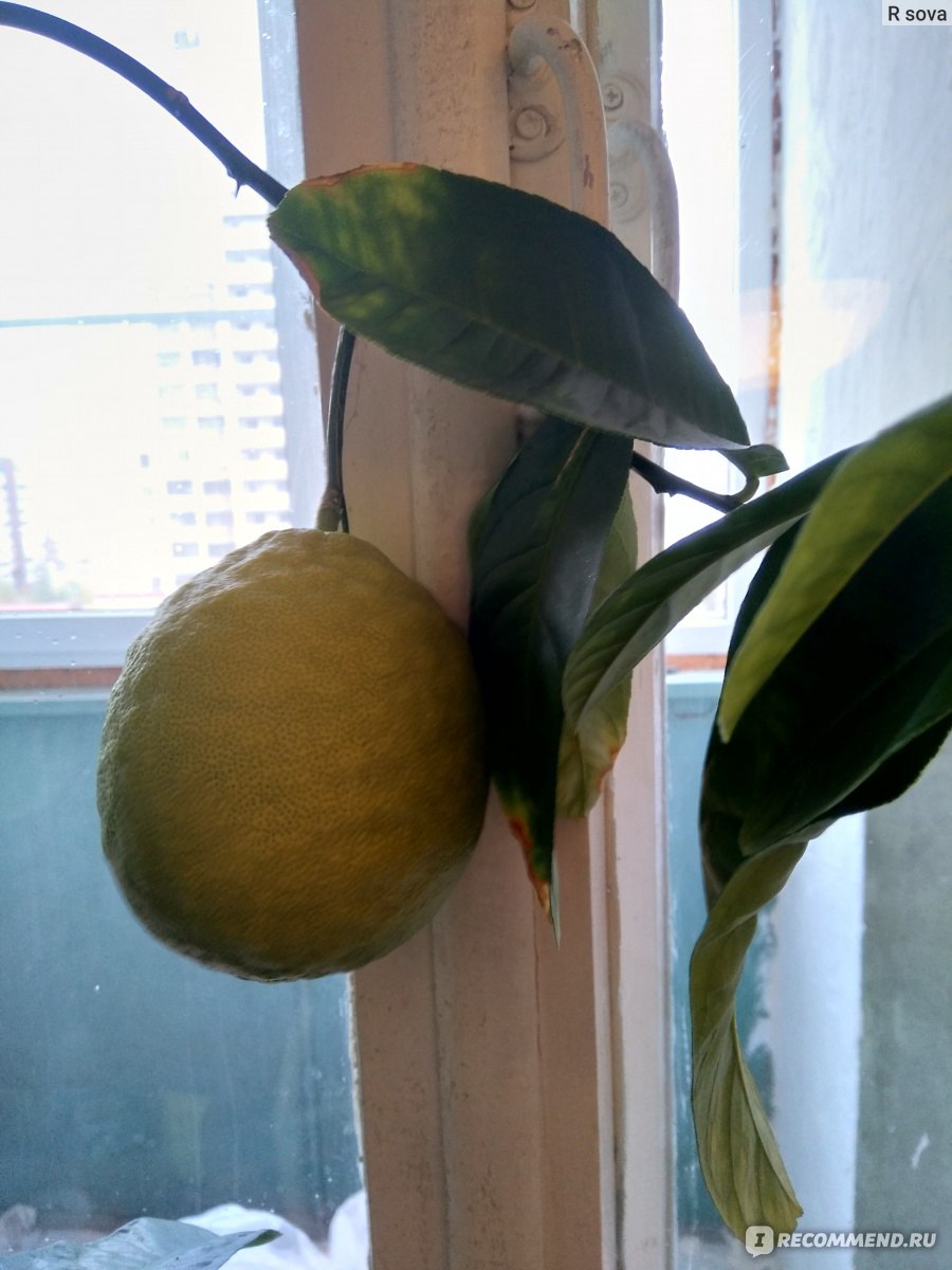 Лимон Пандероза растение