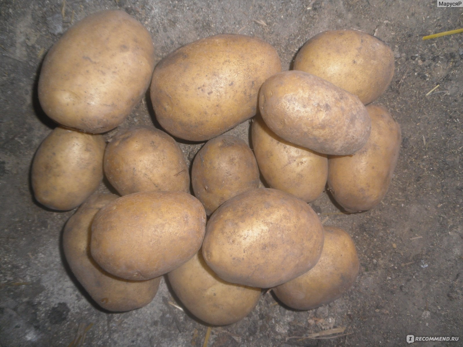 Сорт картофеля Лимонка
