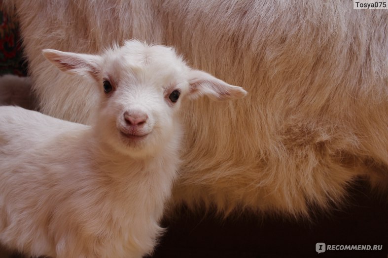 2015 - год какого животного? Синей деревянной козы/овцы