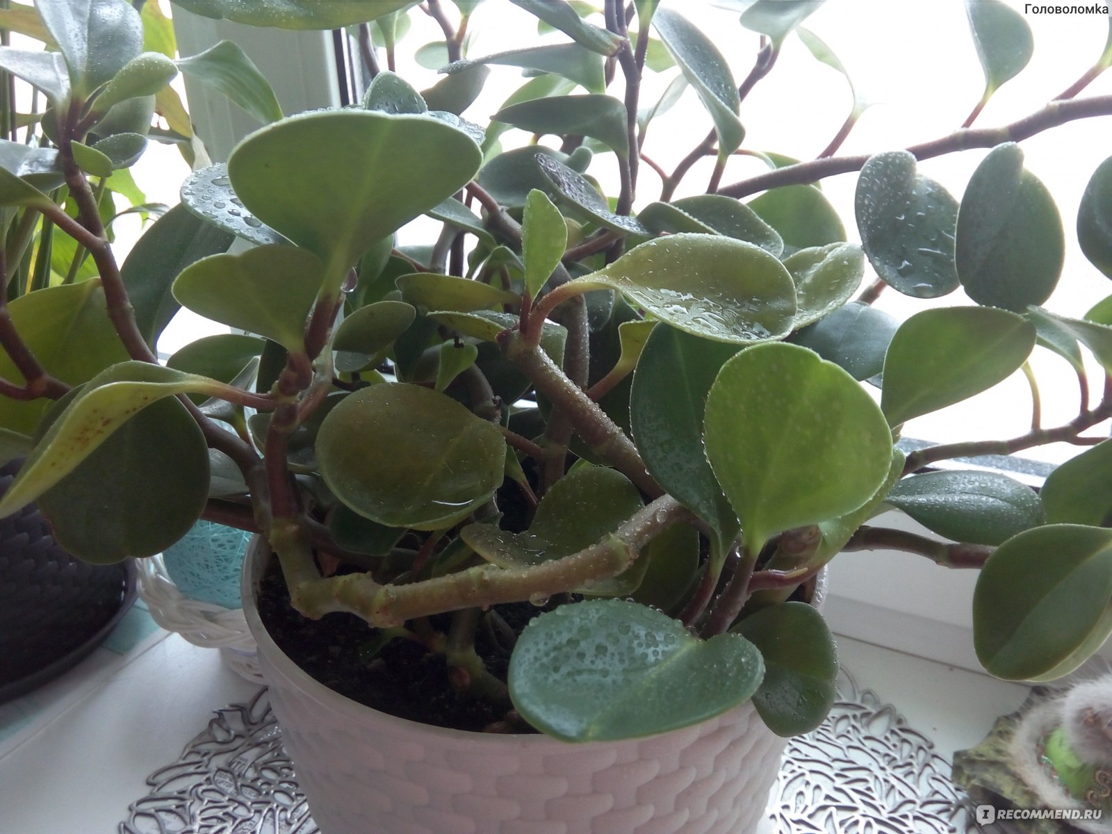 Пеперомия магнолиелистная (Peperomia magnoliaefolia) - «Цветок пеперомия:  уход, особености, польза и народные помыслы. Где поставить этот пеперомию  по феншую, чтобы в доме были деньги» | отзывы