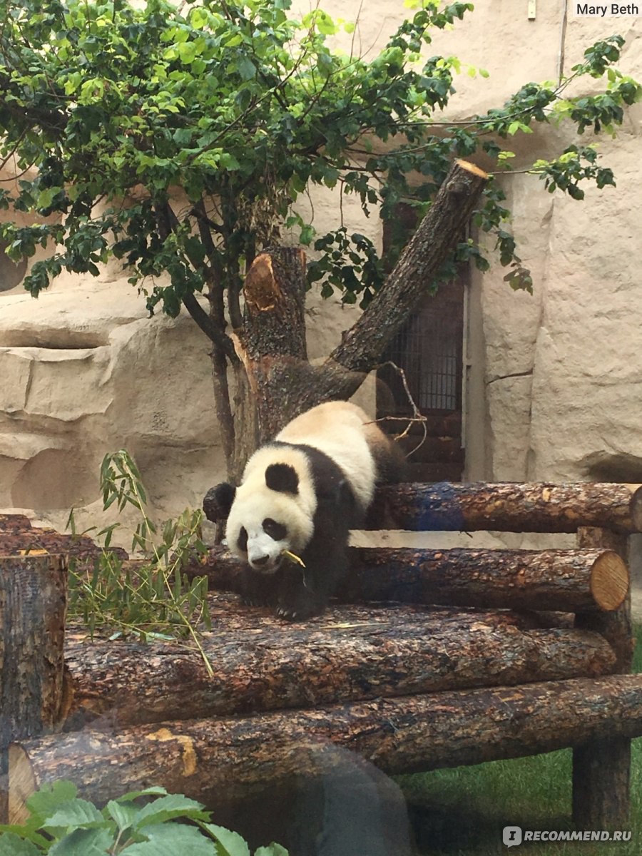 Где панды в московском зоопарке