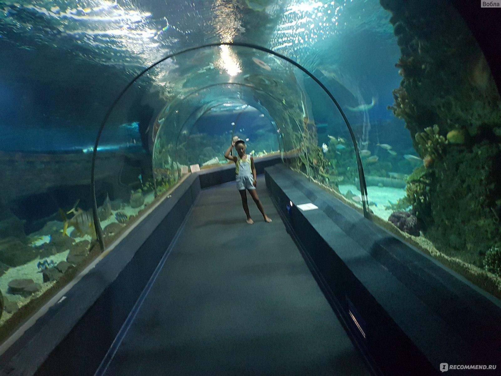 Океанариум адлер. Океанариум в Адлере Sochi Discovery World Aquarium. Сочинский аквариум Адлер. Океанариум Сочи Адлер официальный. Океанариум Сочи 2022.