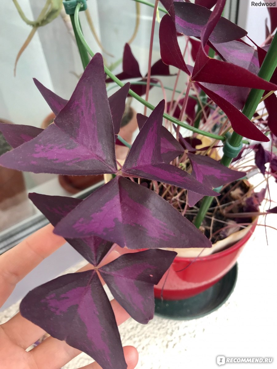Домашние растения с фиолетовыми листьями