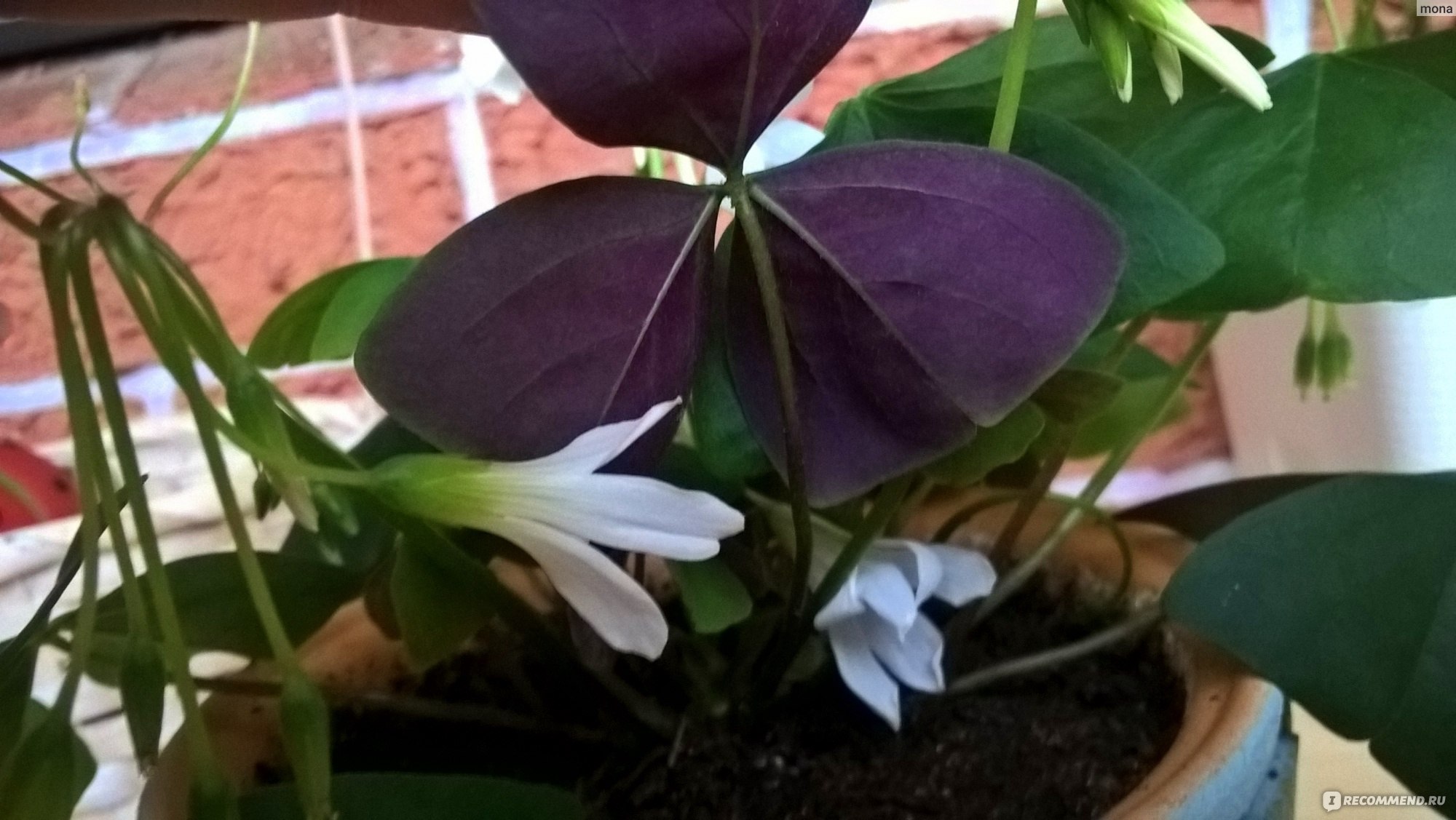 Кислица треугольная (Oxalis triangularis) - « Кислица треугольная. Лесная  полянка на подоконнике. (фото)» | отзывы