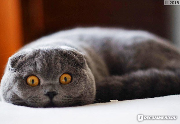 Скоттиш-фолд (Шотландская вислоухая кошка) - «Кошка с характером» | отзывы