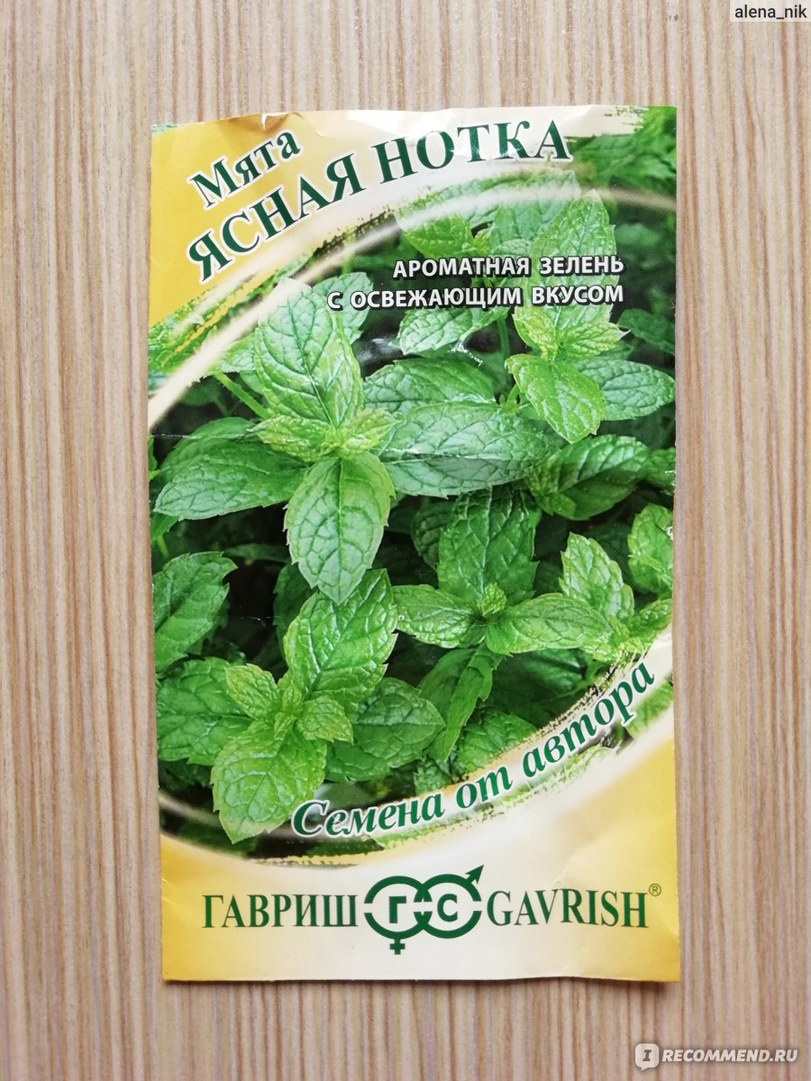 Мята Ясная Нотка Гавриш - «Ожидания и реальность не совпали. Как я пыталась вырастить  мяту. И что из этого получилось» | отзывы