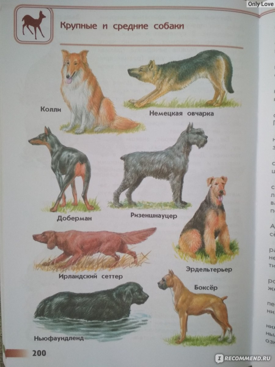 Атлас-определитель от земли породы собак